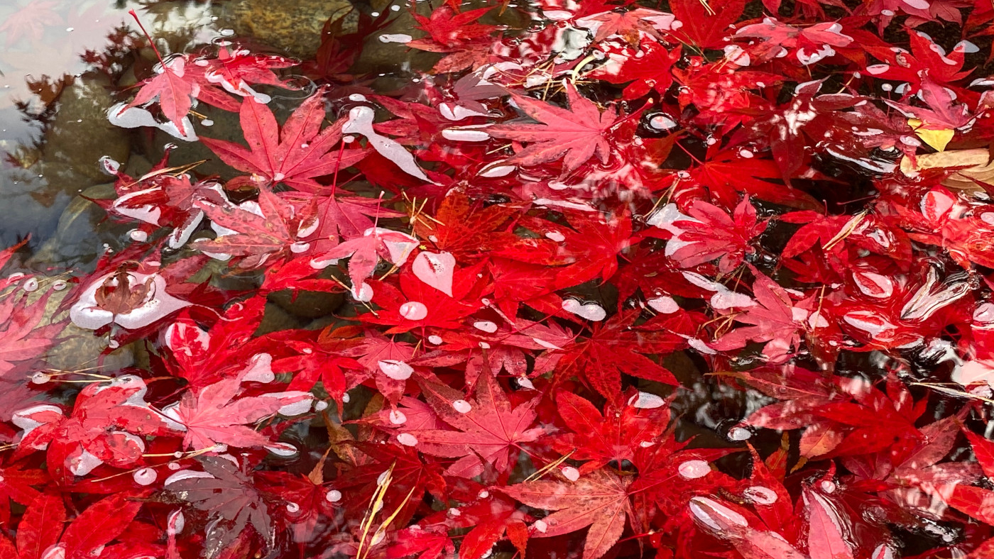 picture of fallen red maple leaves on a surface of water